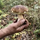 Sinop'ta 'fesleğen mantarı' yöre halkına gelir kapısı oluyor: Kilosu 600 liradan satılıyor! Başta İtalya olmak üzere Avrupa ülkelerine gidiyor