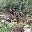 Bursa'da kaymakamlık uyardı: Dikkat ayı çıkabilir