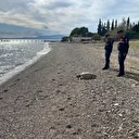 Assos sahilinde 2 ölü deniz kaplumbağası sahile vurdu