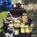 Kocaeli’de tescilli eşme ayvası hasadı başladı