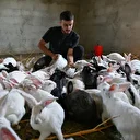 Vanlı genç etlik tavşan çiftliği kurdu