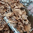 Yağmurla gelen bereket: Fındık tirmiti mantarının faydaları say say bitmiyor