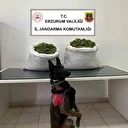 Jandarma’dan uyuşturucu operasyonu