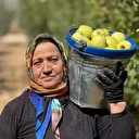 Tescilli meyvede hasat başladı: Avrupalılar kapış kapış alıyor 800 bin ton rekolte bekleniyor