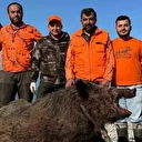 Sinop'ta köylülerin kabusu olmuştu: 300 kiloluk canavar yakalandı