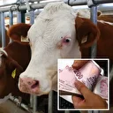 Hayvancılıkta gelecek yıl yetiştiricilere 36,6 milyar liralık destek