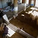 Nefes alan her şeye düşmanlar: Yahudi işgalciler Batı Şeria'da Filistinlilere ait kuzuları katletti