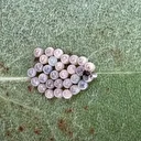 Gürcistan üzerinden Türkiye’ye geldi: İstanbullunun son kabusu oldu hızla yayılıyor