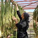 Hatay'da Gölbaşı Gölü'ndeki su sümbülleri ekonomiye kazandırılıyor