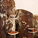 Adana'daki hükümlüler kırmızı Reishi mantarı üretti: Kilosu 15 bin liradan satılıyor