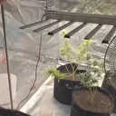 Adana’da 'Yapay Sera' operasyonu: Evini laboratuvara çeviren zanlı tutuklandı