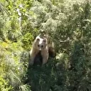 Erzurum'da yavru boz ayı dron kamerasına yakalandı