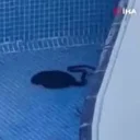 Mersin'de site havuzunda 1,5 metrelik yılan paniği