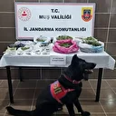 Muş’ta uyuşturucu operasyonu: 1 gözaltı