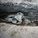 Mersin'de 4 yıl önce gömülmüştü: Boyu tam 14 metre! Fin balinasının iskeleti topraktan çıkarılıyor