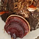 Kilogramı 15 bin TL'ye kadar çıkıyor: 'Kırmızı Reishi' mantarı ürettiler