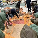 Saros Körfezi’nde denize açılan balıkçıların ağları kefal ile doldu