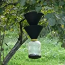 Trabzonlular cam açmaya korkuyor: Kahverengi kokarca evleri ve fındık bahçelerini istila etti