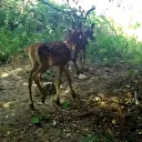 Uludağ’da kızıl geyik ailesi fotokapanla görüntülendi