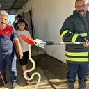 Hatay’da evlere giren 2 yılan yakalandı