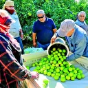 Limonun merkezinde hasat başladı
