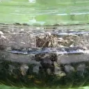 Kokarca alarmı: Vatandaşlar kabusu yaşıyor