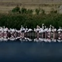 Erçek Gölü göçmen flamingoların mola noktası oldu