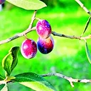 Dergilik: İnsan insanlığı savununca