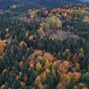 Sinop ormanlarında sonbahar etkisi: Adeta renk cümbüşü yaşanıyor