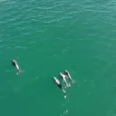 Karadeniz’de yunusların büyüleyici dansı dronla görüntülendi
