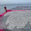 İznik Gölü’nde rekor av: Tek seferde 21 ton gümüş balığı yakalandı