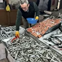 İstanbul'da halde bu sezon 13 bin 923 ton balık satışa sunuldu