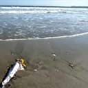 Japonya'da 6,8 büyüklüğünde deprem: Hafif ölçekli tsunami meydana geldi