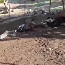 Ağıla giren kurtlar 10 küçükbaş hayvanı telef etti