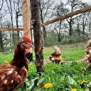 L'Espagne confine les volailles d'élevage à l'intérieur pour empêcher la propagation de la grippe aviaire