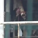 Bandırma'da limana yanaşan gemide korkutan manzara: İnekler susuzluktan gemideki borulara saldırıyor