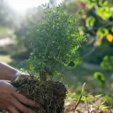 Gazze Umut Ormanı Arnavutköy'de kuruluyor