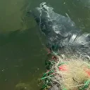 İzmir'de balıkçı ağlarına takılan yunus karaya vurdu