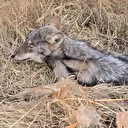 Iğdır'da bitkin halde bulunan kurt koruma altına alındı