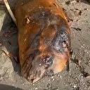 Tekirdağ sahiline gizemli deniz canlısı vurdu: Kimisi fok kimisi yunus dedi! Hemen ekiplere haber verildi