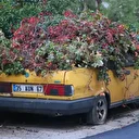 Sekiz yıldır park halinde: Otomobili sarmaşıklar sardı