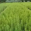 Muğla’da atıl araziler biberiye ile canlanıyor