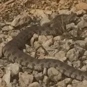 Tek ısırığı bir insanı öldürmeye yetiyor: Dev engerek yılanı böyle görüntülendi