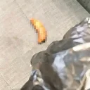 Çalışma odasına dışkı!