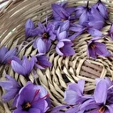 Dünyanın en pahalı baharatı Adana’da hasat edildi