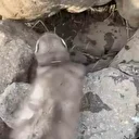 Diyarbakır'da bitkin halde bulunan gelincik görüntülendi