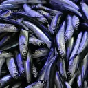 Hava soğudu, balık tezgahları hamsi ile doldu