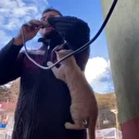 Kastamonu'da ezan okuyan imamın üstüne kedi tırmandı