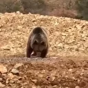 Yiyecek arayan ayıya 'hamsi' ziyafeti verdiler