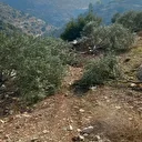 جيش الاحتلال الإسرائيلي يقتلع 135 شجرة زيتون شمالي الضفة